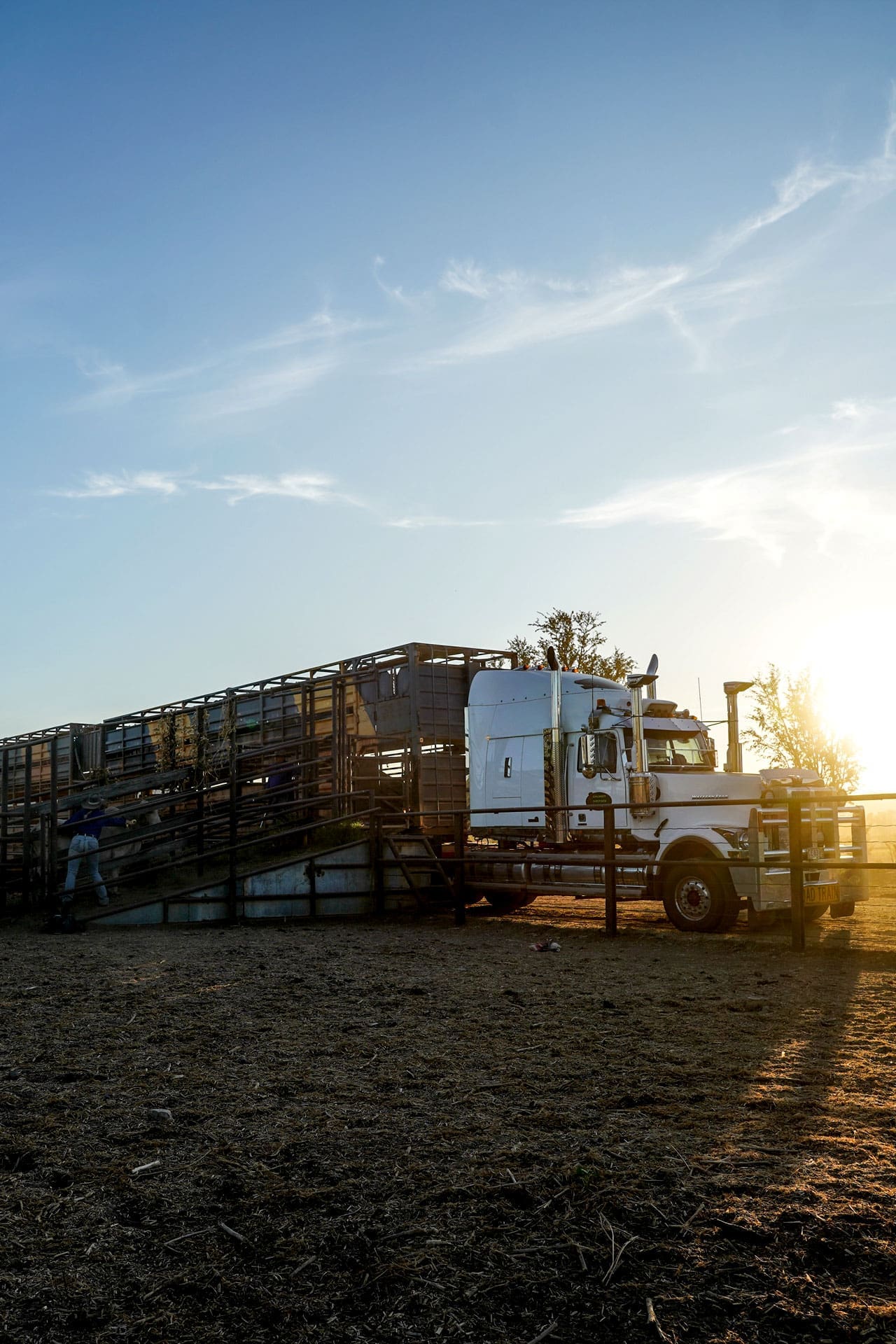 Cattle Truck 2